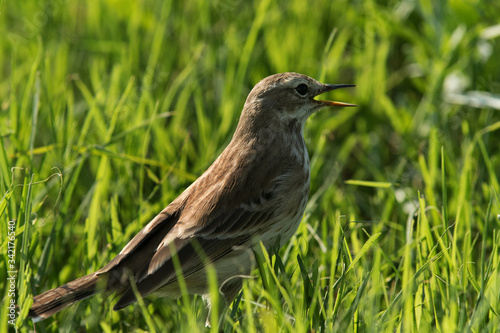 Water pipit in the green