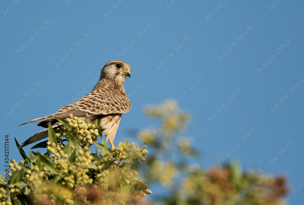 Common Kestrel sitting on a tree Common Kestrel sitting on a tree