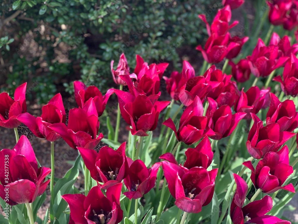 red tulips in the garden red tulips in the garden