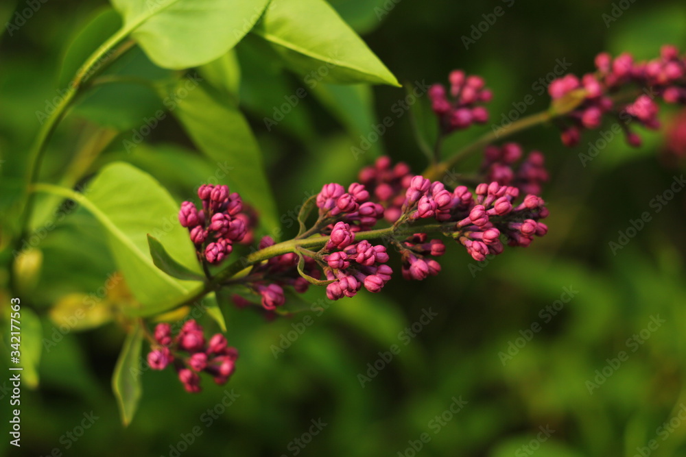 bloom of dark pink lilac closeup. Branch of lilac macro bloom of dark pink lilac closeup. Branch of lilac macro