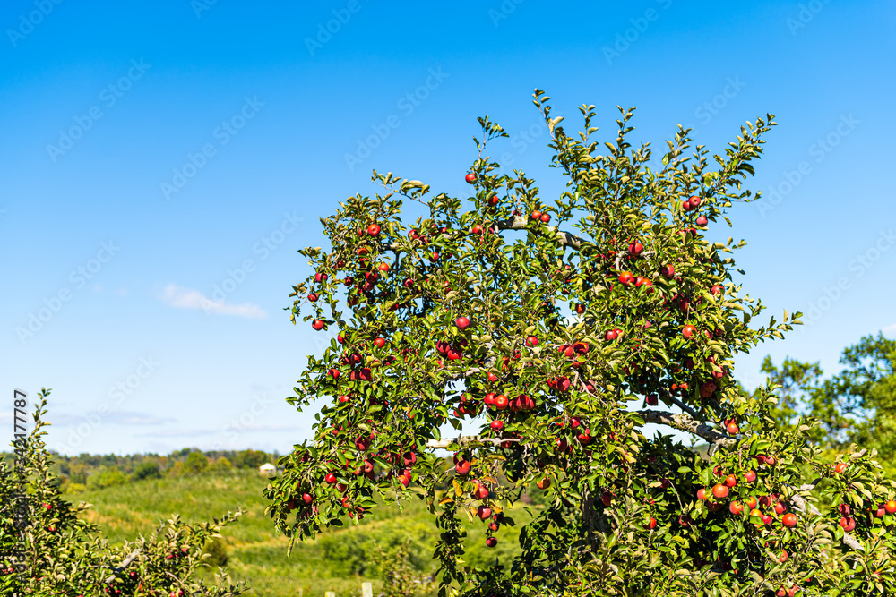 Apple orchard with large tree and hanging red fruit in garden in autumn fall farm countryside in Virginia with green leaves and rolling hills Apple orchard with large tree and hanging red fruit in garden in autumn fall farm countryside in Virginia with green leaves and rolling hills