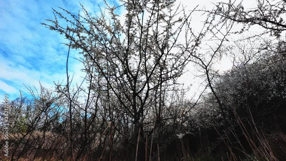 Poruszające sie na wietrze kwitnące krzewy śliwy tarniny (Prunus spinosa L.) w wiosennej scenerii Poruszające sie na wietrze kwitnące krzewy śliwy tarniny (Prunus spinosa L.) w wiosennej scenerii