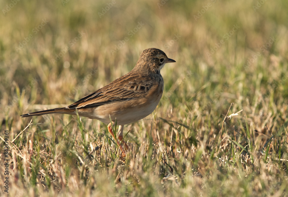Tawny pipit fetching insect in the grasses