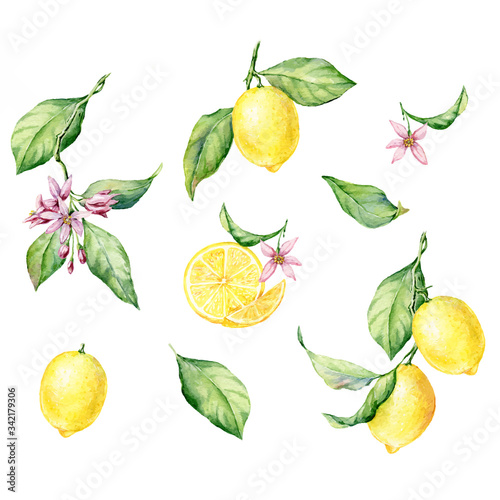 Set of hand drawn watercolor botanical illustration of fresh yellow Lemons. Vector