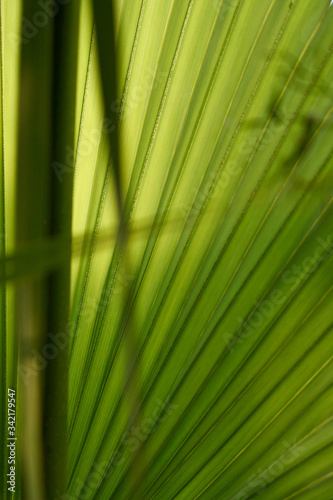 Tropical palm leaf texture  natural background.