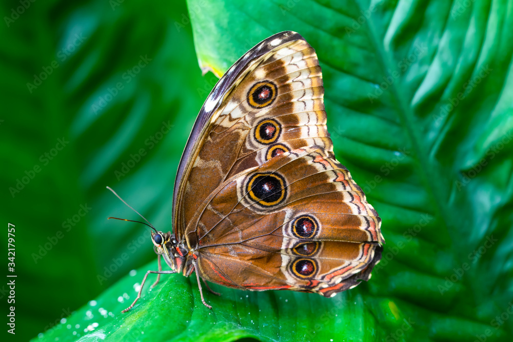Naklejka premium Blue Morpho, Morpho peleides, big butterfly sitting on green leaves, beautiful insect in the nature habitat
