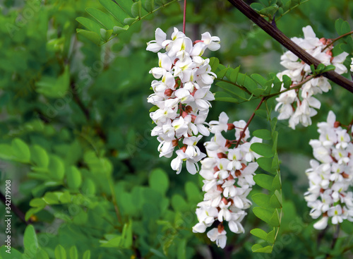 flowering acacia tree white warm spring day