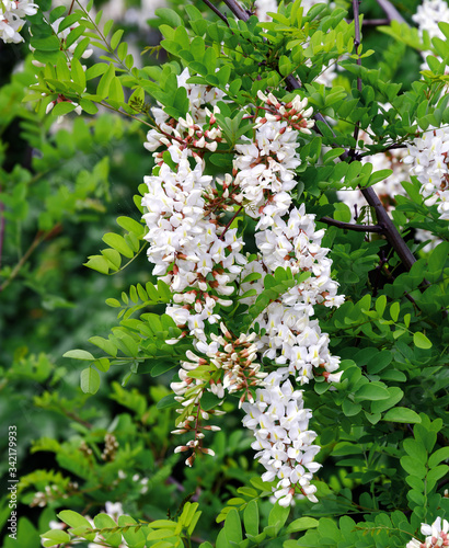 flowering acacia tree white warm spring day