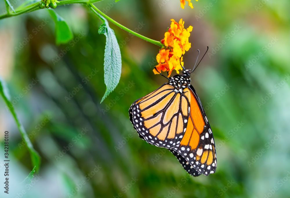 Monarch, Danaus plexippus is a milkweed butterfly (subfamily Danainae) in the family Nymphalidae butterfly in nature habitat. Monarch, Danaus plexippus is a milkweed butterfly (subfamily Danainae) in the family Nymphalidae butterfly in nature habitat.