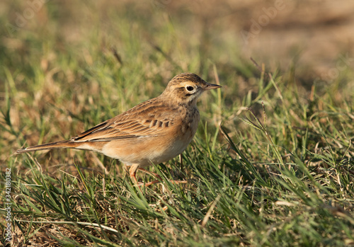 Tawny pipit on the grass, Bahrain