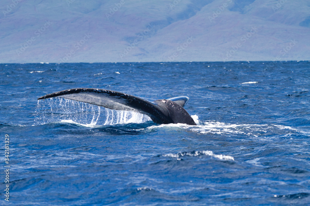 Massive humpback whale fluke breaking the surface of the Ocean on Maui. Massive humpback whale fluke breaking the surface of the Ocean on Maui.