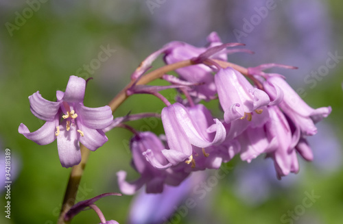 Unusual pink bluebell amongst cluster of wild bluebells  photographed in spring in the UK.