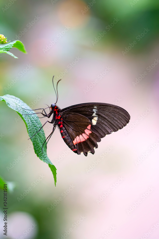Fototapeta premium Beautiful heliconius butterfly sitting on flower in a summer garden