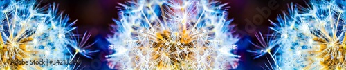 Colorful dandelion macro with lots of dew on a dark background. Panoramic high resolution 