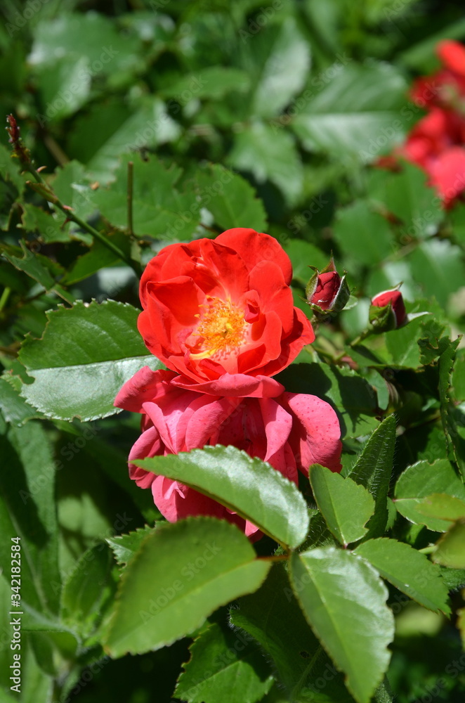 A natural graphic resource consists of a red rose and green vegetation.