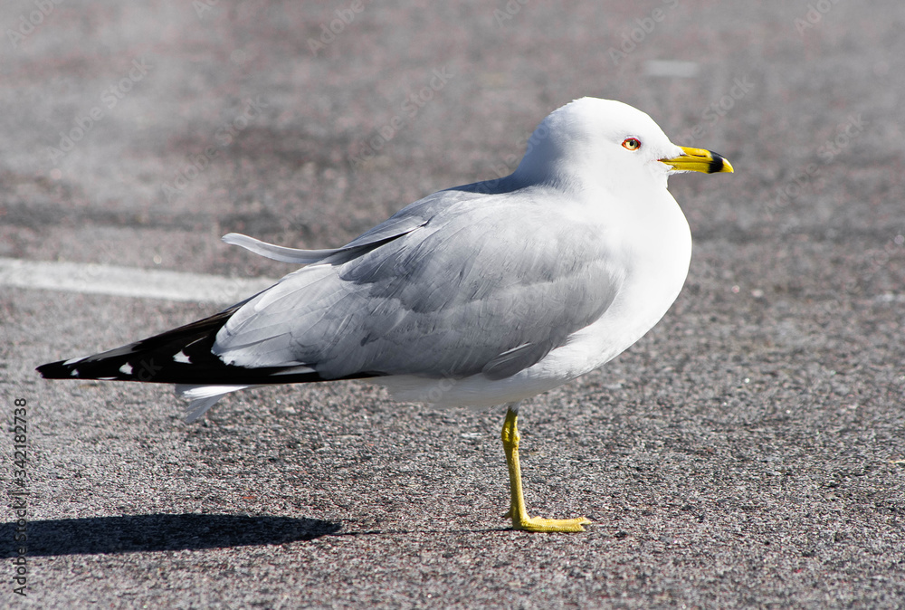 seagull seagull