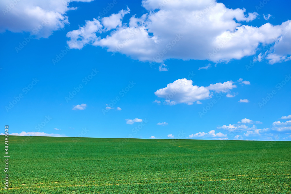 Green field and blue sky with a nice cloudscape.  Perfect for nature and agricultural backgrounds