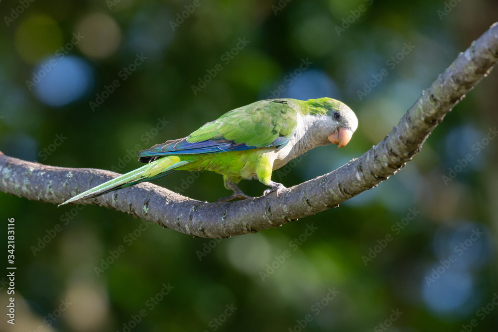 A beautiful parakeet Monk Parakeet (Myiopsitta monachus), also know as Caturrita in Brazil, in their natural habitat at Atlantic forest, Rio de Janeiro, Brazil. A beautiful parakeet Monk Parakeet (Myiopsitta monachus), also know as Caturrita in Brazil, in their natural habitat at Atlantic forest, Rio de Janeiro, Brazil.