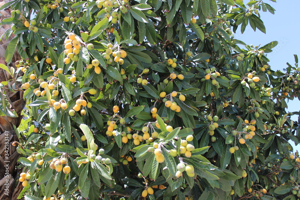 yellow fruit tree
