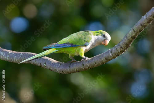 A beautiful parakeet Monk Parakeet (Myiopsitta monachus), also know as  Caturrita in Brazil, in their natural habitat at Atlantic forest, Rio de Janeiro, Brazil.
