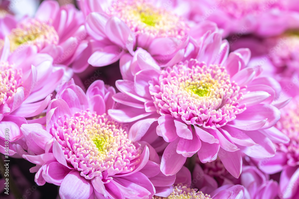 Close up macro of pink chrisantemum bouquet background Close up macro of pink chrisantemum bouquet background