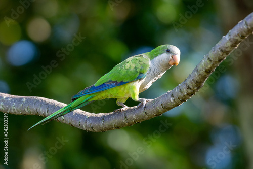 A beautiful parakeet Monk Parakeet (Myiopsitta monachus), also know as Caturrita in Brazil, in their natural habitat at Atlantic forest, Rio de Janeiro, Brazil.