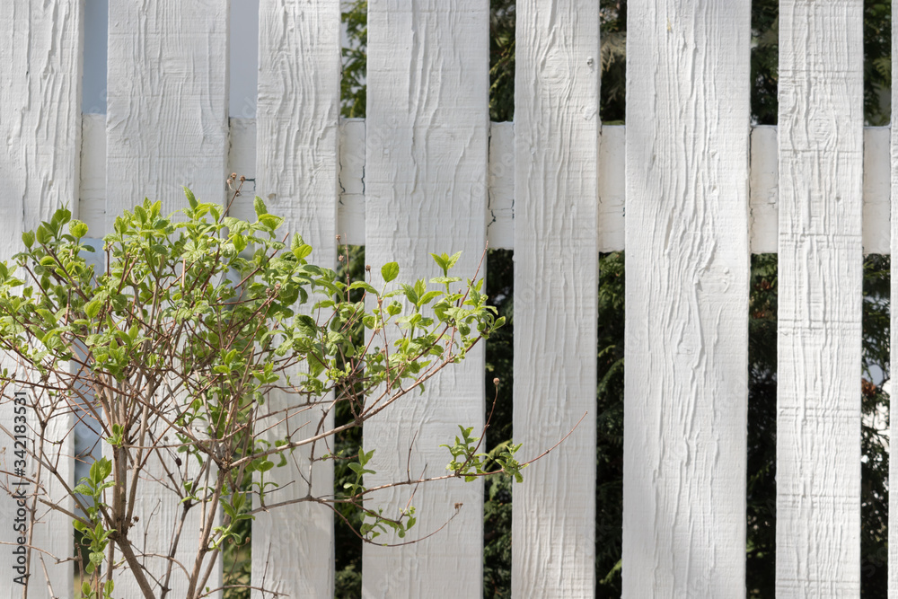 Young green tree on the background of the white old fence