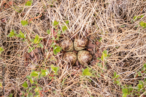 Four-egg bird sandpiper nest built from dry grass on the ground
