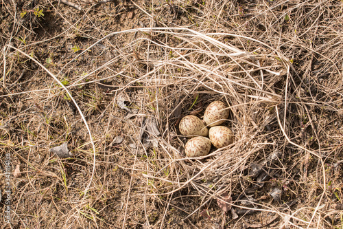 Four-egg dunlin nest built from dry grass on the ground