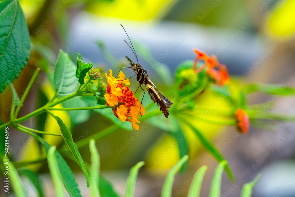 Beautiful heliconius butterfly sitting on flower in a summer garden
Beautiful heliconius butterfly sitting on flower in a summer garden