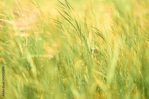 Soft focus - juicy fresh green grass glistens in the sun. Sunny summer background.