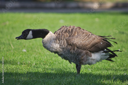 goose on the meadow