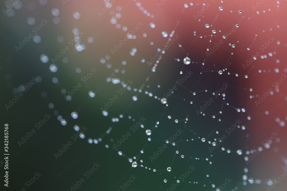Beautiful spider-web with drops of water, macro