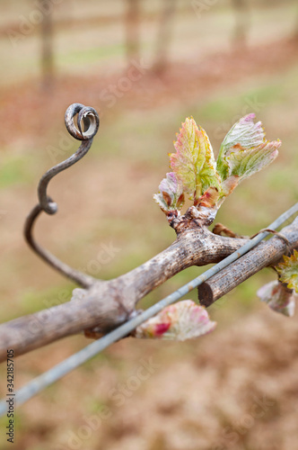 Grape bud new growth cluster with tendril in macro view on grapevine