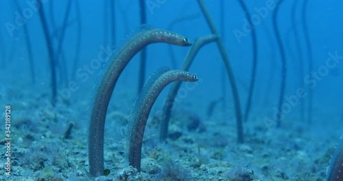 garden eel fish school underwater together close up tropic  ocean scenery photo