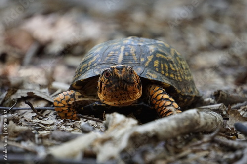 Eastern Box Turtle Roaming the Forests of North Carolina