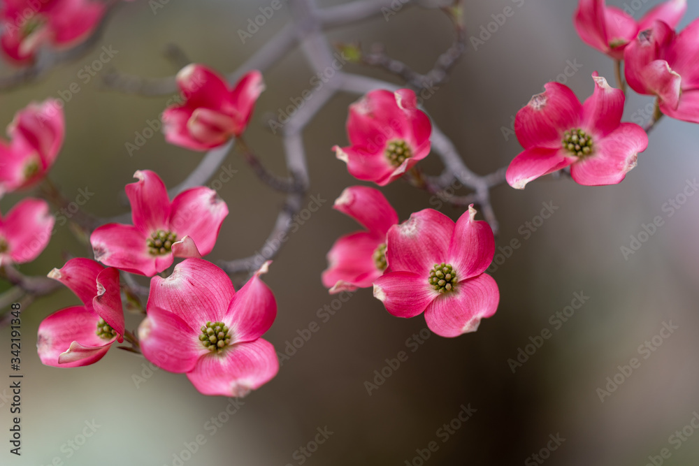 Pink Dogwood Blooming In The Forest