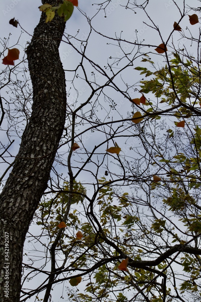 Fototapeta premium Autumm Houston 