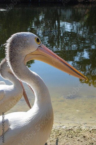 Pelicanos en detalle