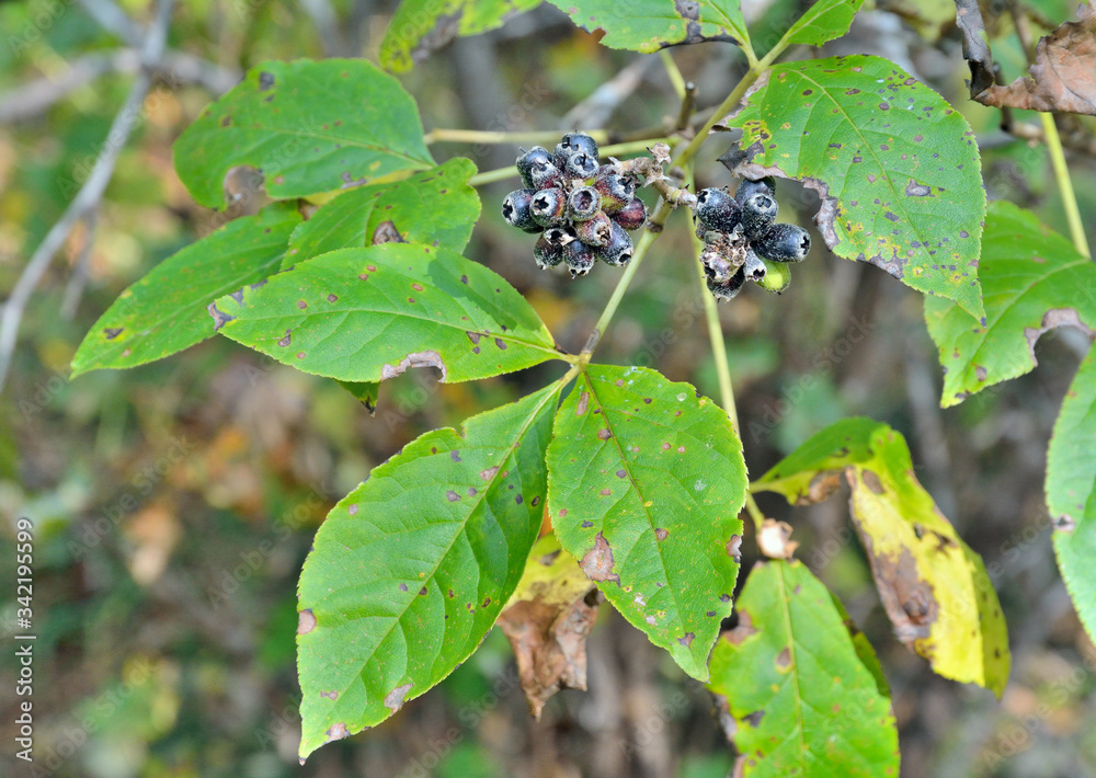 Berries of bush (Eleutherococcus sessiliflorus) 2 Berries of bush (Eleutherococcus sessiliflorus) 2