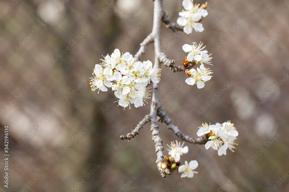 Spring cherry blossoms close up, white flower. Spring cherry blossoms close up, white flower.