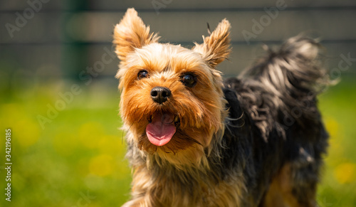 Cute Yorkshire Terrier dog running in the grass full of dandelions.
