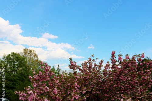 春　さくら　空　風景　杤木