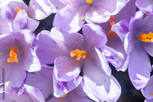 saffron or crocus flowers blossom closeup