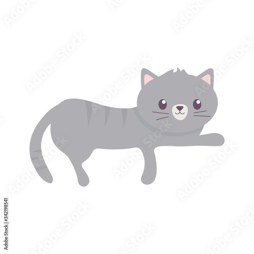 gray little cat pet isolated icon white background