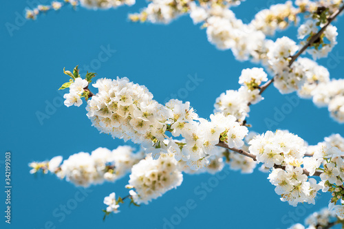 White flowers of a blooming Prunus avium or wild cherry tree. Close-up photo. Blurry background.