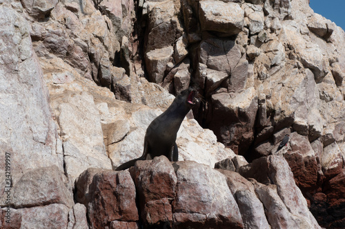 Roaring Sea Lion on the rocks of Islas de Balestas (ID: 342199997)