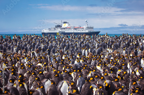Valokuva King Penguin colony in front of a ship