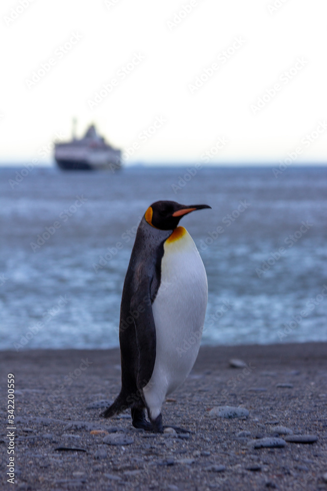 Fototapeta premium Lone king penguin with ship in background
