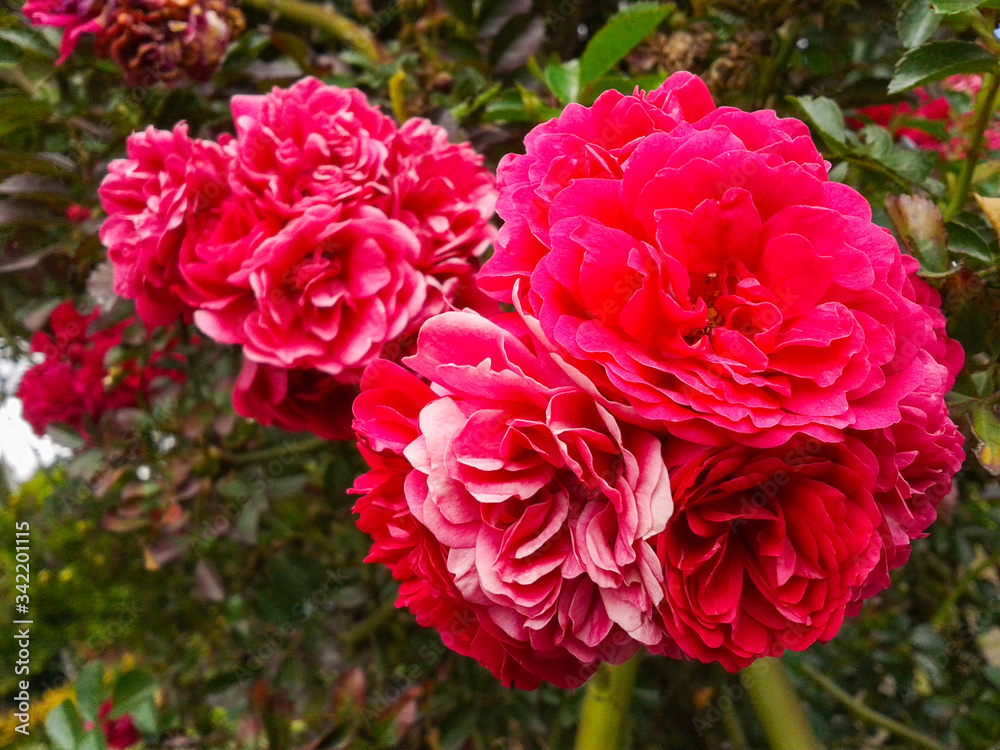 rosas y claveles en el jardin 